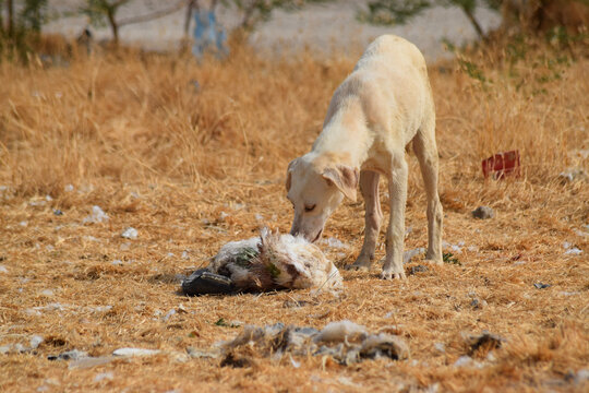 Street dog on dry grass summer season close up, homeless puppy eating dead chicken animal wallpaper background photo