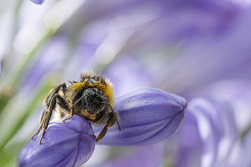 Close-up face to face with a bee sitting on the bud of an Agapanthus flower © jokuephotography