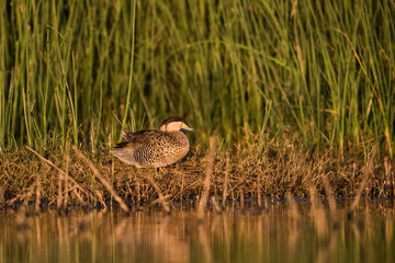 Silver Teal, Spatula versicolor, in lagoon environment, La Pampa, Argentina.