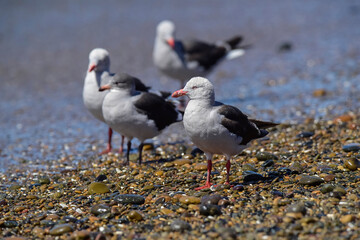 Dolphin Gull, Dolphin Gull, on a beach, Santa Cruz Province, Patagonia, Argentina.