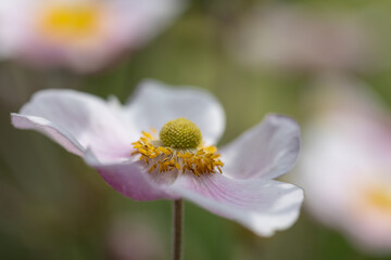 Close-up of a pink Japanese anemone blossom (anemone hupehensis) with blurry background