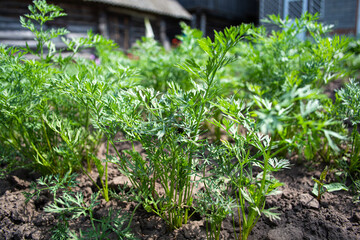 Green carrot seedlings in the vegetable garden. Home growing vegetables in spring time, home garden.