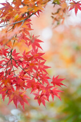 Red maple leaf  in autumn with maple tree under sunlight landscape