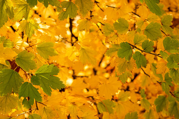 autumn mood. maple leaf fall. fallen yellow leaves