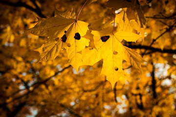 autumn mood. maple leaf fall. fallen yellow leaves