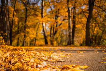 autumn mood. maple leaf fall. fallen yellow leaves