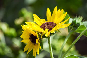 yellow sunflowers in garden outside or outdoor photography with full background