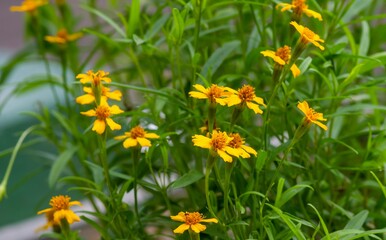 Tagetes lucida (Mexican Tarragon) yellow flowers, selected focus