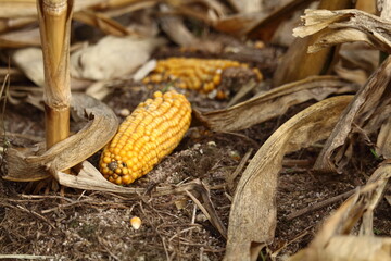 kukurydza po zbiorach © Micha