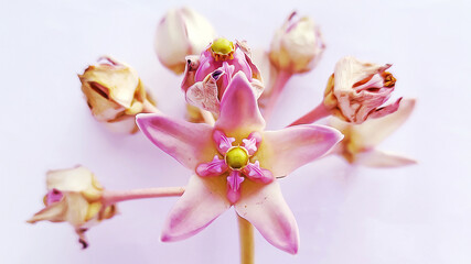 Calontropis gigantea or milkweed plant or biduri or widuri or crown flower is type of plant that is...
