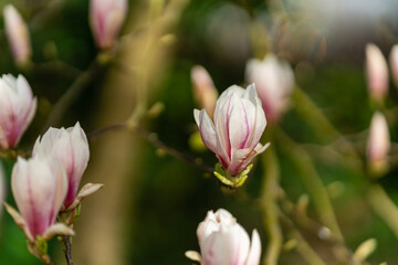 closeup - pink magnolia blossom growing in spring - copy space