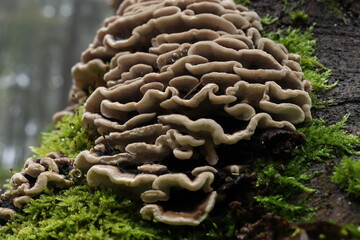 Plicaturopsis crispa, a fungus on a tree stump in the forest