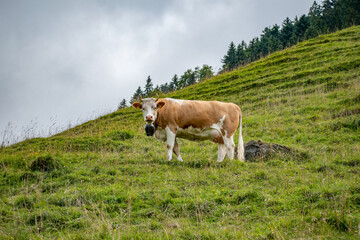 Fototapeta na wymiar Beautiful swiss cows. Alpine meadows. farm.