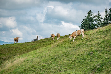 Beautiful swiss cows. Alpine meadows. farm.