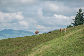 Beautiful swiss cows. Alpine meadows. farm.