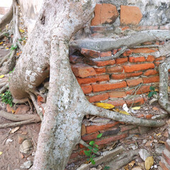 Picture of ancient temple with tree and roots growing on its wall