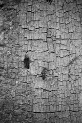 Old wood background.