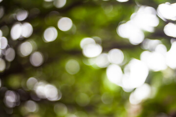 Fototapeta premium Abstract green nature background.