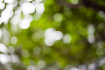 Abstract green nature background.