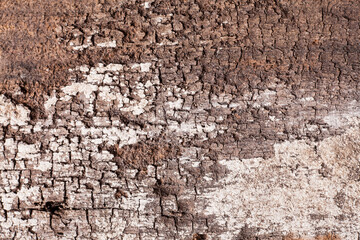 Texture old wood background.