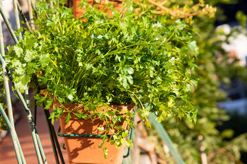 parsley grown in a pot on the balcony of a residential building