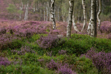 Gorgeous landscape image of late Summer vibrant heather at Surprise View in Peak District National Park in England with selective focus taechnigque