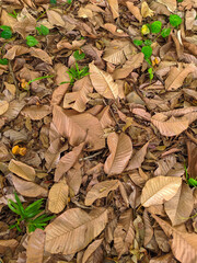 autumn leaves on the ground