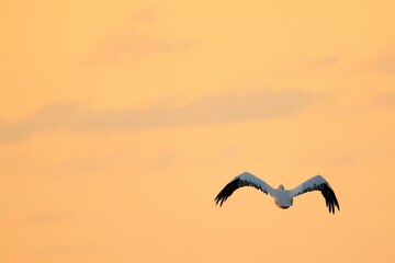 Pelican flying alone