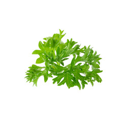Fresh branch of green parsley natural food isolated on white background
