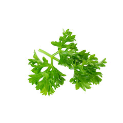 Fresh branch of green parsley natural food isolated on white background