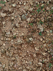 The surface of the soil in the forest