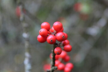 red berries on a branch