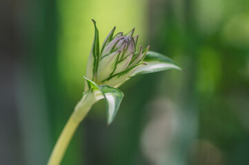 Fototapeta premium Hosta tardiva cultivated ornamental flowers starting to bloom, beautiful flowering plants with buds