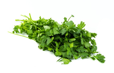 Freshly harvested coriander leaves isolated on white background