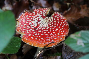 fly agaric mushroom