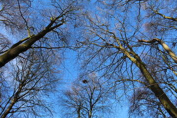 tree branches against blue sky