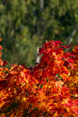 Czerwone liście na jesień, zielone tło, drzewo