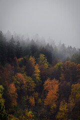 Jesienne kolorowe drzewa we mgle