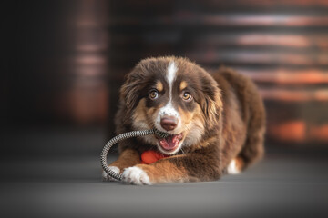 A cute miniature Australian Shepherd dog with yellow eyes and a white and chocolate muzzle playing with an orange ball with a rope against the background of metal barrels and cityscape