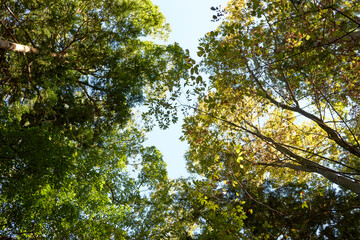 森・秋・木漏れ日・森林・上空・空・風景