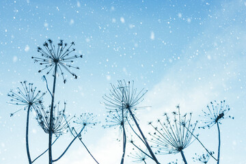 Winter snowy landscape with silhouettes of dry plants of Hogweed or Cow Parsley on sky background. Withered inflorescences and stalks of umbellifer flowers.