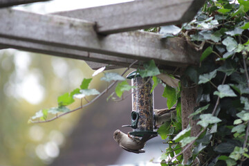 Birds eat sunflower seeds, crumbs and corn from bird feeder in garden.