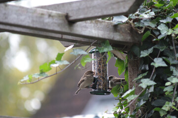 Birds eat sunflower seeds, crumbs and corn from bird feeder in garden.