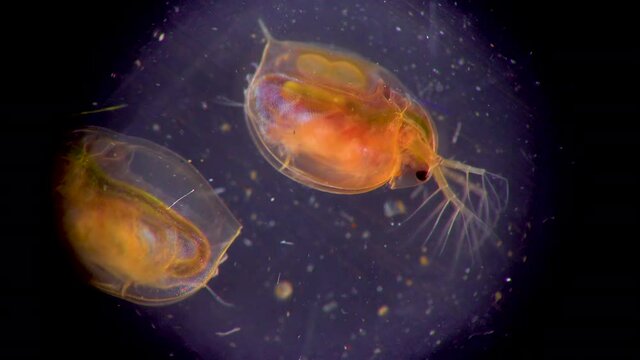 (Daphnia magna, Cladocera), small planktonic crustacean under the microscope, close-up
