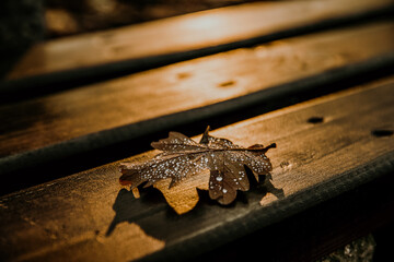 Fallen autumn leaf with dew on the background of a wooden bench Autumn leaf with raindrops, evening light.