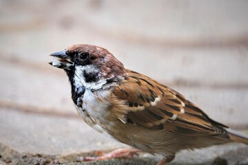 Sparrow on a porch