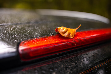 foliage on a car in autumn