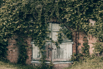 Fototapeta na wymiar old abandoned house. Old wooden gate into the cellar covered by grapevine. Abandoned wooden gates. Old rustic wooden gate on stone wall. Wooden doors covered under plants growing on it.