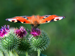 The inflorescence of a plant called Burdock Minor growing by a dirt road near Fasty in Podlasie, Poland.
