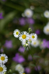 Chamomile flowers, colors and life in nature